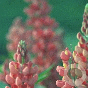 Lupinus 'The Chatelaine' GM P9