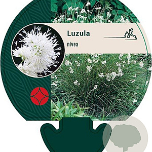 Luzula nivea GM P9
