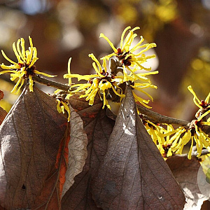 Hamamelis mollis 150-175 cm draadkluit meerstammig 80-100 breed