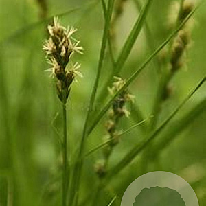 Luzula pilosa GM P9