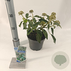 Hedera colchica 'Fall Favourite' 20-25 cm 2,0L
