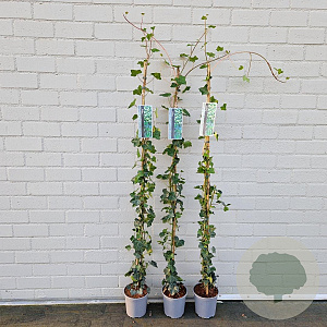 Hedera hibernica 150-175 cm 2,5L