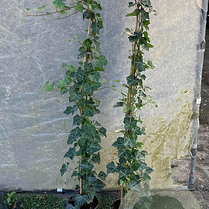 Hedera hibernica 100-125 cm 2,0L