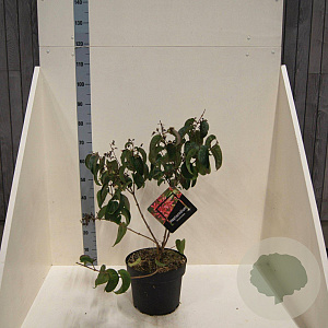 Heptacodium miconioides 60-80 cm 10L