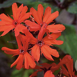 Lychnis arkwrightii 'Vesuvius' GM P9