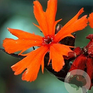 Lychnis arkwrightii 'Vesuvius' GM P9