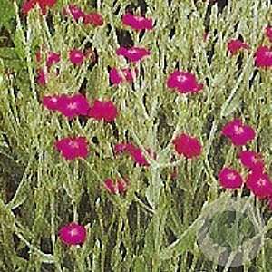Lychnis coronaria GM P9