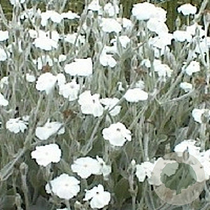 Lychnis coronaria 'Alba' GM P9