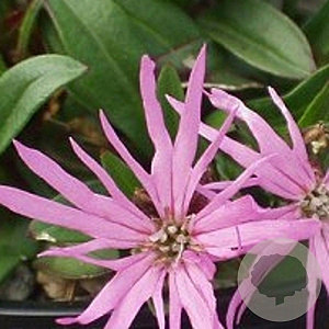 Lychnis flos-cuculi GM P9