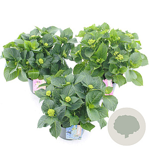 Hydrangea macrophylla 30-40 cm 5,0L