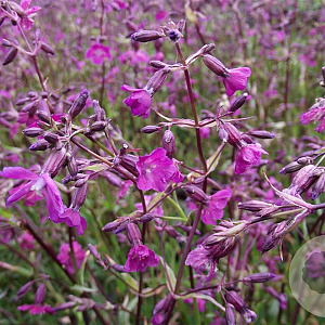 Lychnis viscaria 'Splendens' GM P9