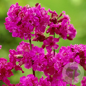 Lychnis viscaria 'Splendens' GM P9