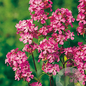 Lychnis viscaria 'Splendens' GM P9