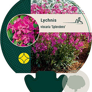Lychnis viscaria 'Splendens' GM P9