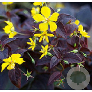 Lysimachia ciliata 'Firecracker' GM P9