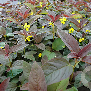 Lysimachia ciliata 'Firecracker' GM P9