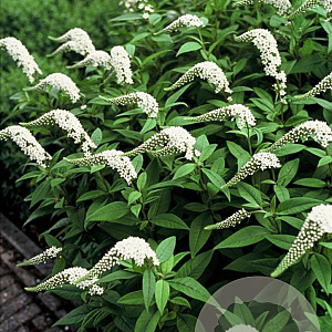 Lysimachia clethroides GM P9