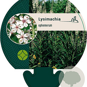 Lysimachia ephemerum GM P9