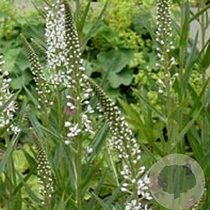 Lysimachia ephemerum GM P9