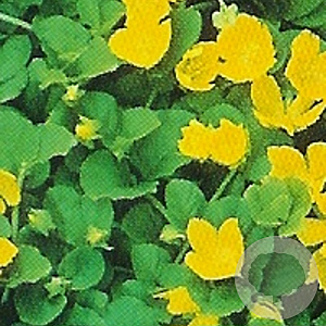 Lysimachia nummularia GM P9