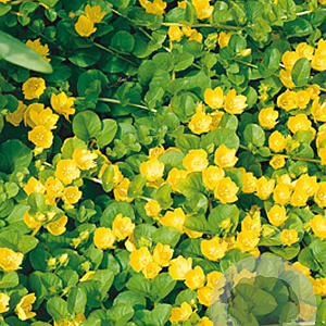 Lysimachia nummularia GM P9