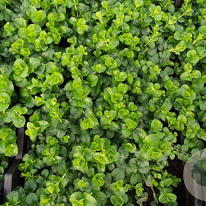 Lysimachia nummularia GM P9