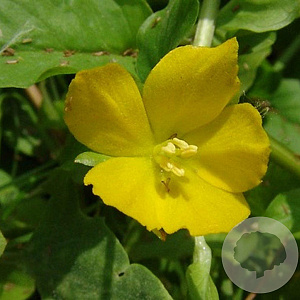 Lysimachia nummularia GM P9