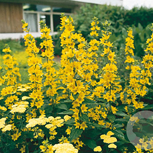 Lysimachia punctata GM P9