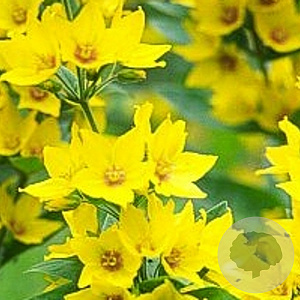 Lysimachia punctata GM P9