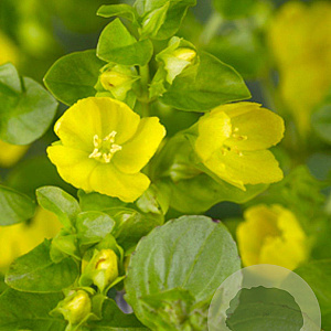 Lysimachia punctata GM P9