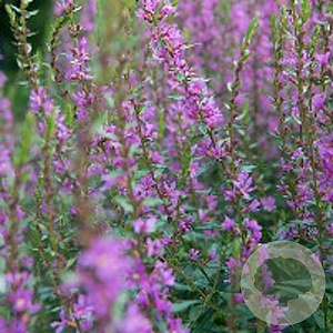 Lythrum salicaria GM P9