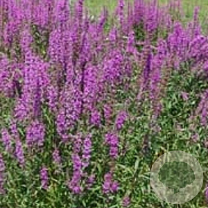 Lythrum salicaria GM P9