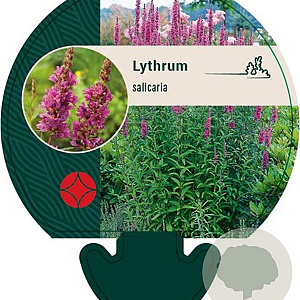 Lythrum salicaria GM P9