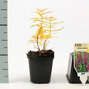 Lythrum salicaria GM P9