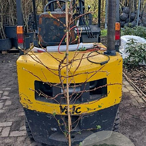 Hydrangea anomala petiolaris 175-200 cm 5,0L