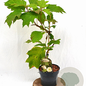 Hydrangea quercifolia 30-40 cm 3,0L