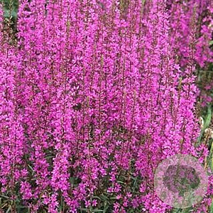 Lythrum virgatum 'Rose Queen' GM P9