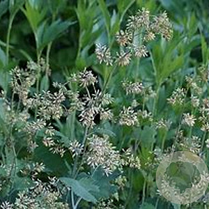 Macleaya cordata GM P9