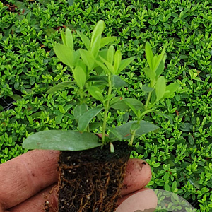 Hypericum calycinum GM stektray 104 gaats