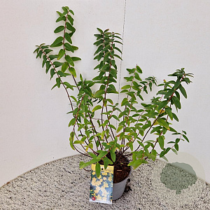 Hypericum 'Hidcote' 40-50 cm 2,5L