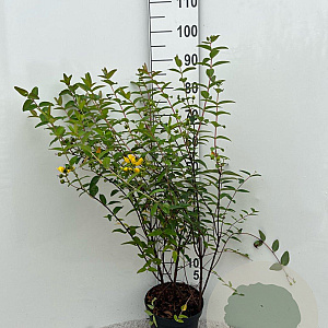 Hypericum 'Hidcote' 40-60 cm 5,0L