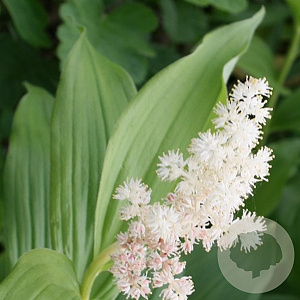 Smilacina racemosa GM P9