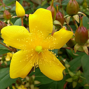 Hypericum lancasteri GM P9