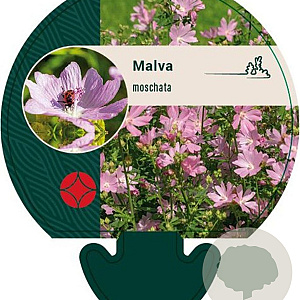 Malva moschata GM P9