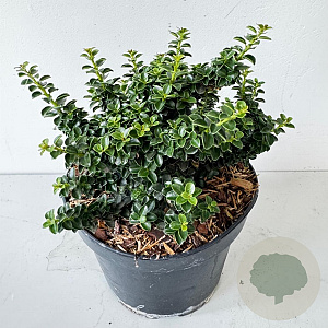 Ilex crenata 15-20 cm 2,0L