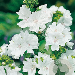 Malva moschata 'Alba' GM P9