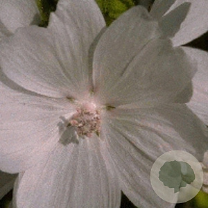 Malva moschata 'Alba' GM P9