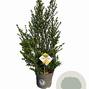 Ilex crenata Dark Green 60-80 cm 7,5L struik