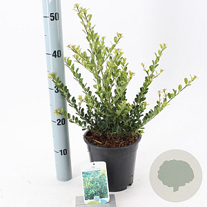 Ilex crenata 'Green Hedge' 20-25 cm 2,0L