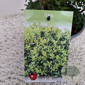 Ilex crenata 'Stokes' 25-30 cm 2,5L